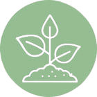 Jeune pousse blanche sur fond vert